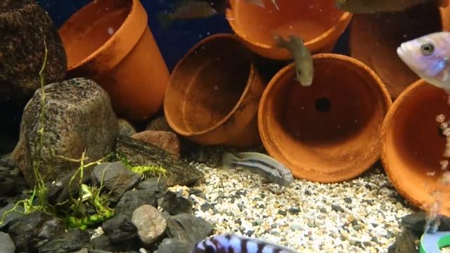 Maylandia zebra смотреть онлайн