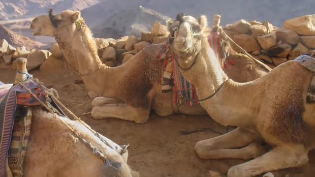 2008 11 Egypt FILM 2 Second trip смотреть онлайн