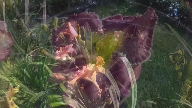My Daylily Garden 2016 Preview смотреть онлайн