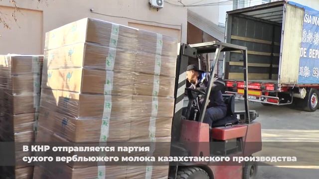 В КНР отправляется партия сухого вербльюжего молока казахстанского производства