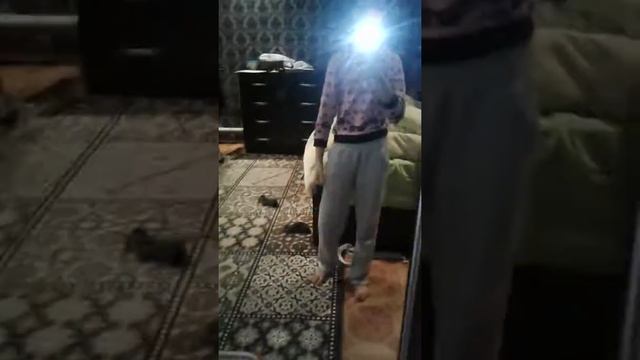 Родилась Сестрёнка ПОСМОТРИ смотреть онлайн