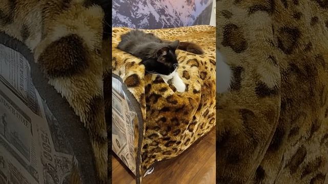 покушанькать захотела Мурен 14 Июня 2024. смотреть онлайн