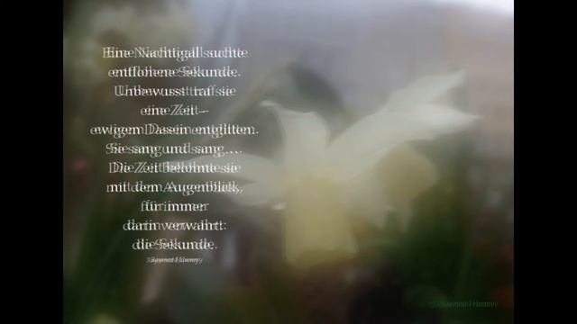 "Sekunde" Lyrik Raymond Hummy Art - Serenade Larghetto Antonin Dvorak смотреть онлайн