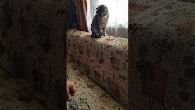 Кот и мышь смотреть онлайн