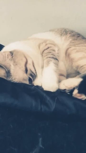 Кошачья мята смотреть онлайн