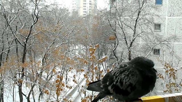 НАДУТЫЕ ПТЕНЦЫ! смотреть онлайн