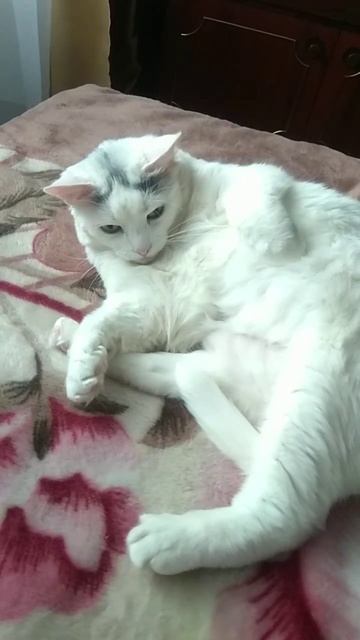 Джесси & Бублик и Ко 🥰🐈