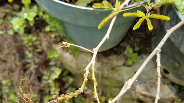 morusa смотреть онлайн