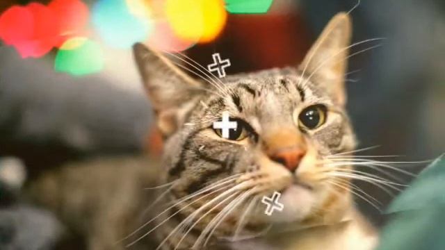 Кошки и собаки смотреть онлайн