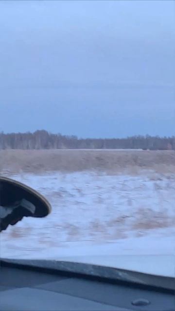 Грациозные косули. 24.12.22 г. смотреть онлайн