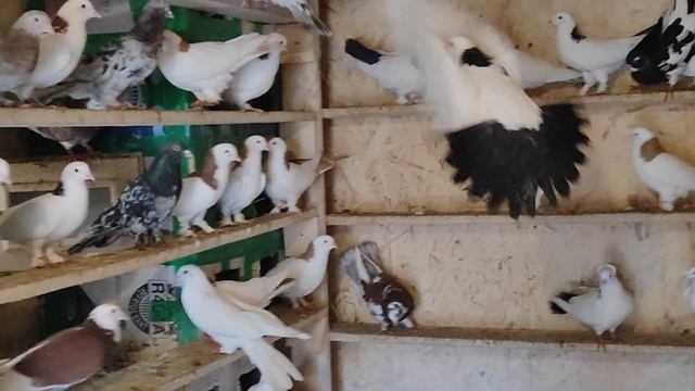 5.03.2025г Голуби Александра г. Кашира 👍 смотреть онлайн