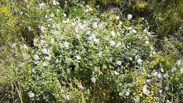 Мальва лісова, Кривий ріг, липень 2018 го