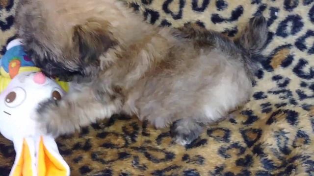 The Faery Dog Mother : Chloe's male Morkie baby 7 weeks old смотреть онлайн