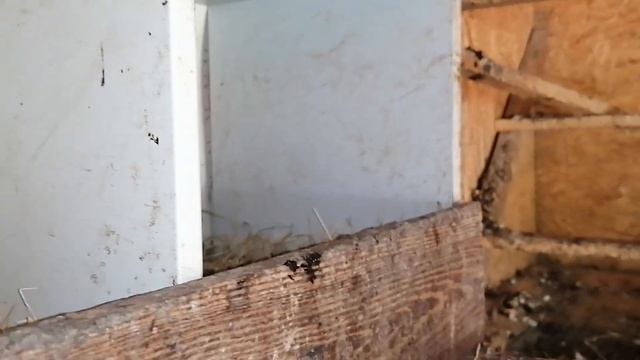 Сбор яиц. Цыплята растут не по дням а по часам 🐥🐔🐓.