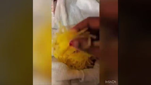 NUNCA MAIS VOCÊ VAI COMPRAR BATATA PALHA EM SUPERMERCADO! Batata Palha assada caseira, suuuper faci смотреть онлайн