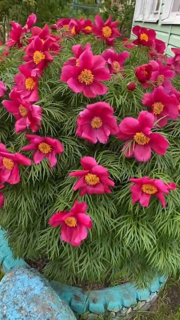 Марьин корень. смотреть онлайн