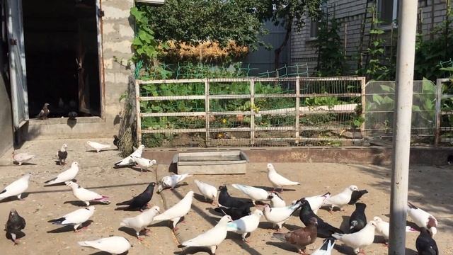 #Pigeon.Лекарство для голубей.