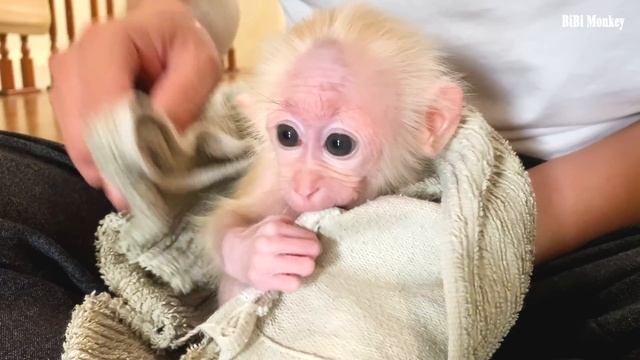Bibi monkey 8 months old Smart Knows how to Get Clothes to Wear смотреть онлайн