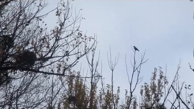 заноябрило смотреть онлайн