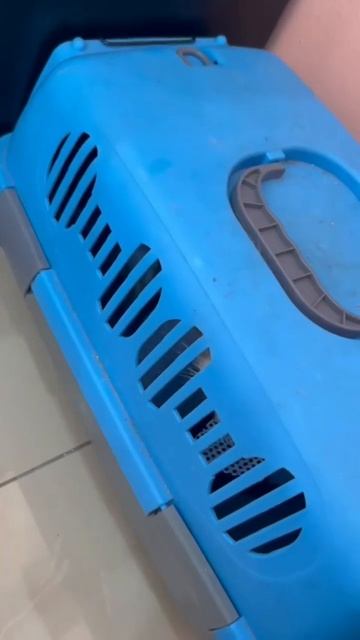 Nak video apa lagi cuba komen #catlover #cat смотреть онлайн