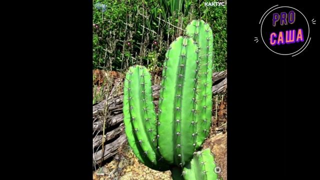 Развитие. Игры. РАСТЕНИЯ. Развивающие карточки. Мультики. Обучающие игры. Увлекательное обучение. смотреть онлайн