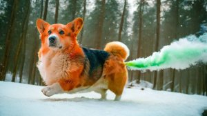 ЗИМНИЙ СУПЕРПУК!! ЛУЧШИЕ СЕРИИ ЗИМЫ! Корги Кекс Говорящая собака