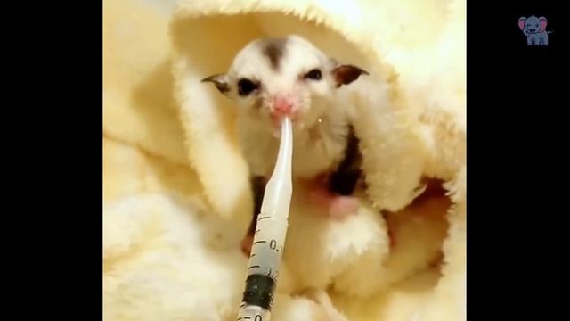 The Mother Died After Giving Birth, The Flying Squirrel Was Adopted By The Man And Became Famous