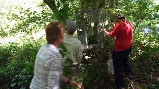 Hazel Dormice Reintroduced In Derbyshire - BBC News смотреть онлайн