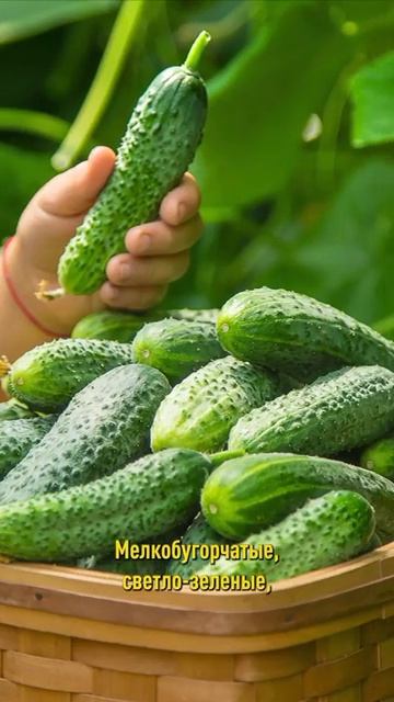 Самые вкусные огурцы! Попробуйте хоть раз и влюбитесь навсегда! смотреть онлайн
