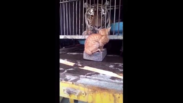 😎BIG BOB😎 приколы👍