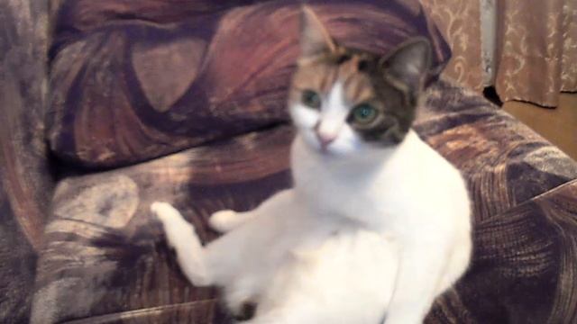 муся устала