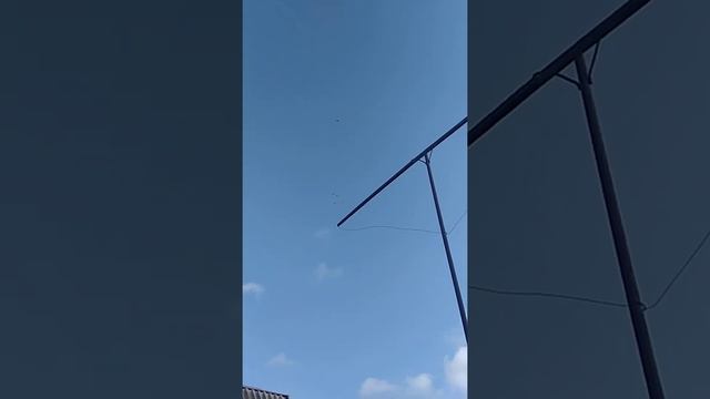 Николаевские голуби ушли от ястреба. смотреть онлайн
