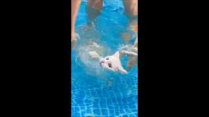 1 секунда с каждой серии симба 2 часть