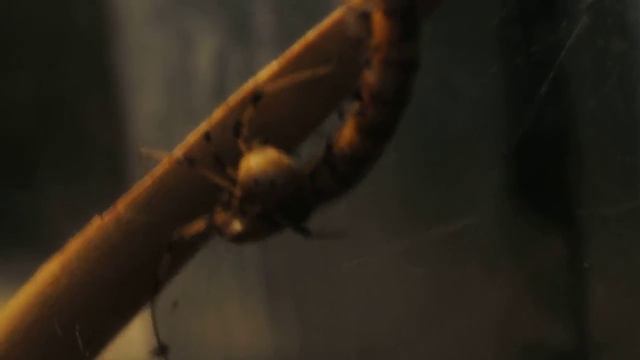 Brown Widow (Latrodectus Geometricus) eating a Superworm. смотреть онлайн