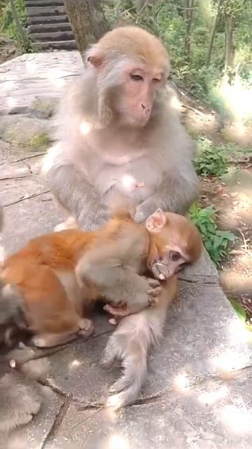 Главное вовремя промолчать 🐒🐒🐒 #shorts смотреть онлайн
