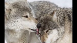 "Волчица" - Валентина Тамбовцева