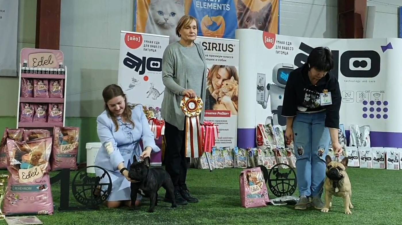 02.03.2025, СПб. Клуб "Нордвест-1" (РКФ, РФЛС). Моно ФРАНЦУЗСКИЙ БУЛЬДОГ смотреть онлайн