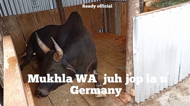 leit peit ia kine ki masi ba pawnam u yak , mukhla bad u thoh furtuner // iadaw masi смотреть онлайн