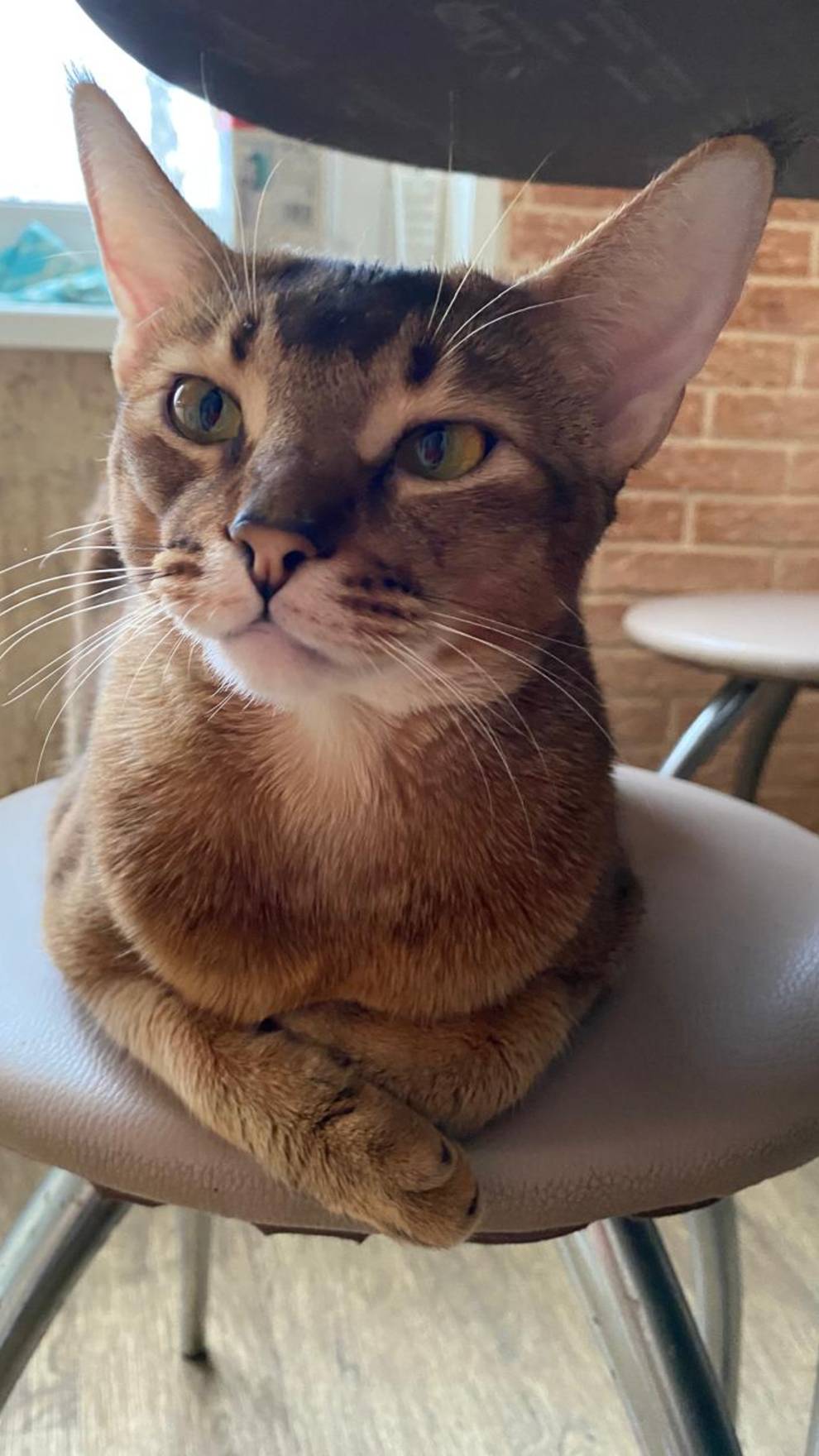 Кошка Соня — удивительная порода чаузи 😻