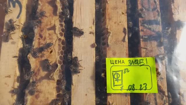 ❗Пчелы готовы к зиме, а холодов нет❗#пасека #пчеловодство #пчелы смотреть онлайн