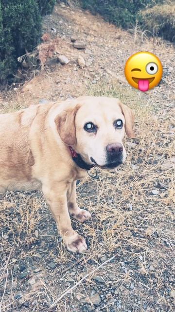 🐶perro habla y guiña el ojo😜 #videosvirales#videosdeanimales#pet#dog#viral#animal#caine#video смотреть онлайн