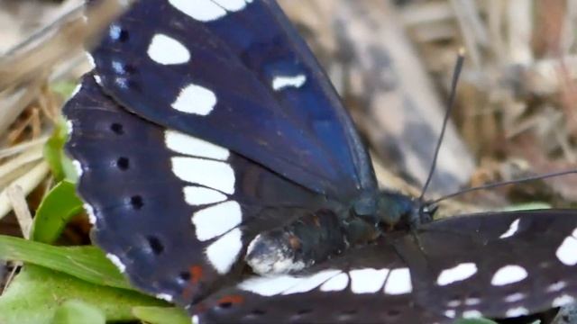 Insetti, immagini - Insects, images смотреть онлайн