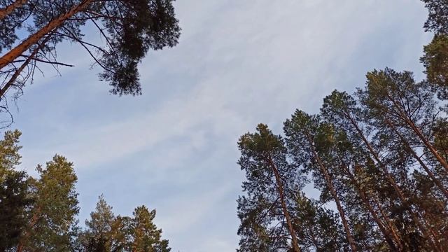 Пение птиц 💓 смотреть онлайн