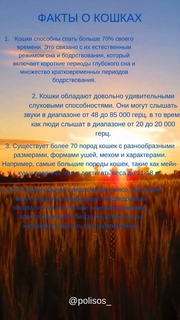 5 фактов о кошках #shorts смотреть онлайн