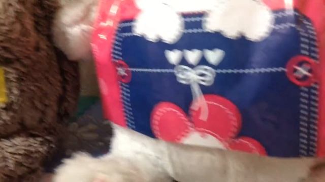 Это мои игрушечные коту их зовут Басик и Лили смотреть онлайн