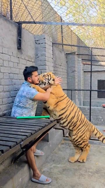 Big Tiger Wants to Hug Me | Nouman Hassan | смотреть онлайн