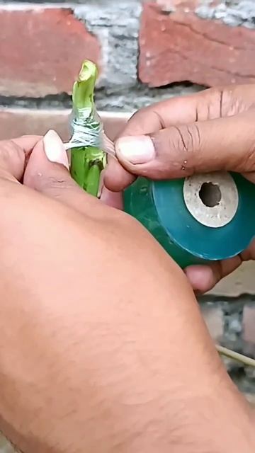 How to grow papaya plant from cutting - success 100% #shorts #gardening смотреть онлайн