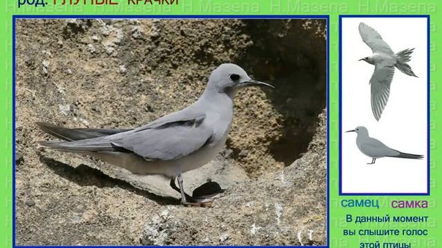 Крачка глупая. 3 часть. Голоса птиц смотреть онлайн