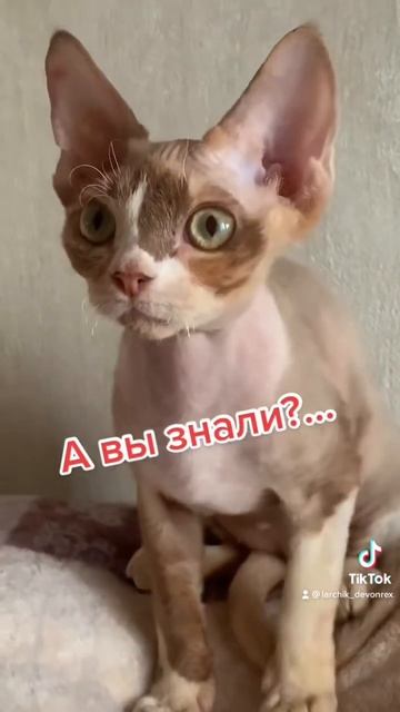 Не знали? Вот теперь знаете 😂 #animals #котики #devonrex #милота #любовь смотреть онлайн