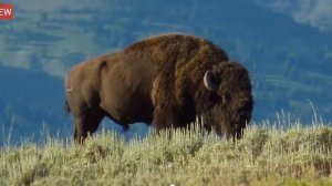 Animal Sounds | 160+ Animals, Birds & Insects Sounds